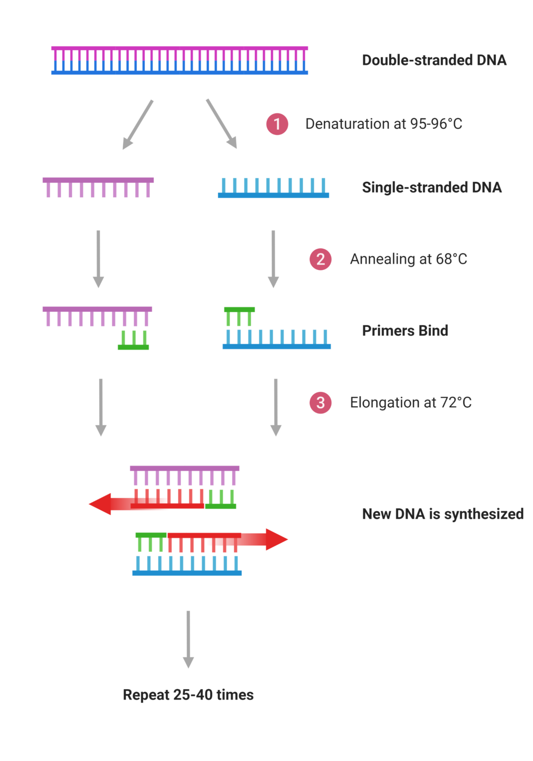 COVID 19 What Are We Testing The Pretty PhD Blog   Polymerase Chain Reaction PCR 1 1075x1536 