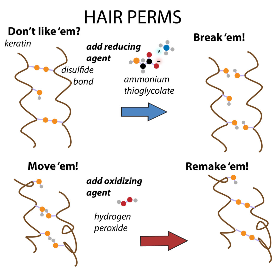 The Science Behind the Hair - The Pretty PhD Blog