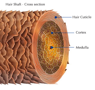 The Science Behind the Hair - The Pretty PhD Blog